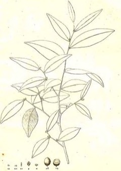 Oxandra lanceolata Black lancewood, lancewood, haya prieta